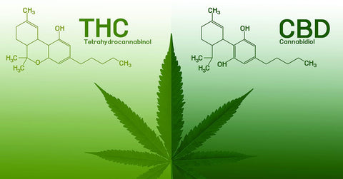 cannabis oil thc vs cbd