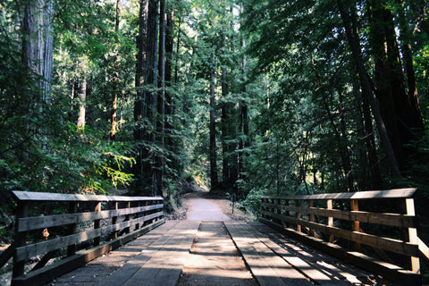 forest trail