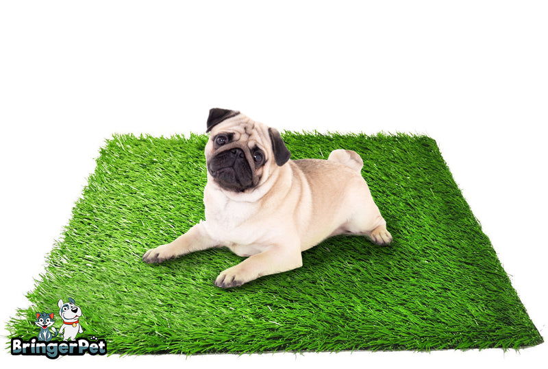 fake grass training for puppies