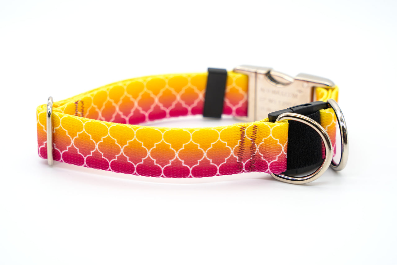 Personalized Dog Collar | Preppy Shark Dog Collar | Duke & Fox®