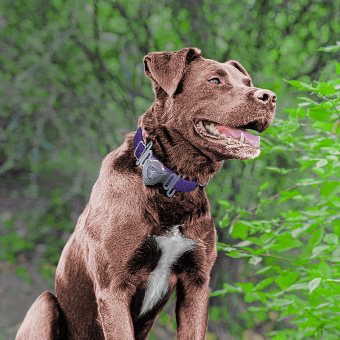 AirBolt® GPS + Pet Collar - AirBolt product image