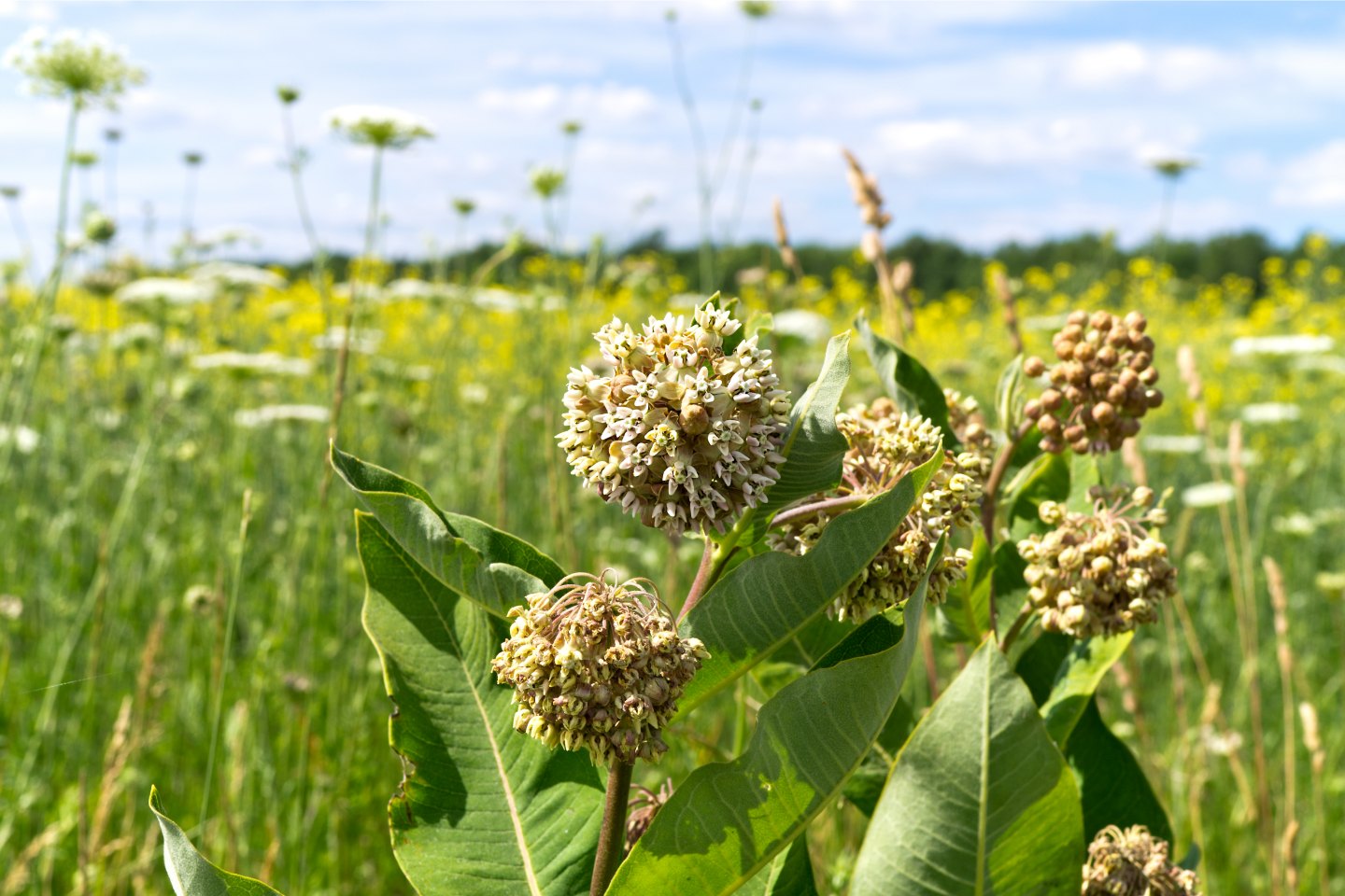 Field of greenery and wildflower habitat