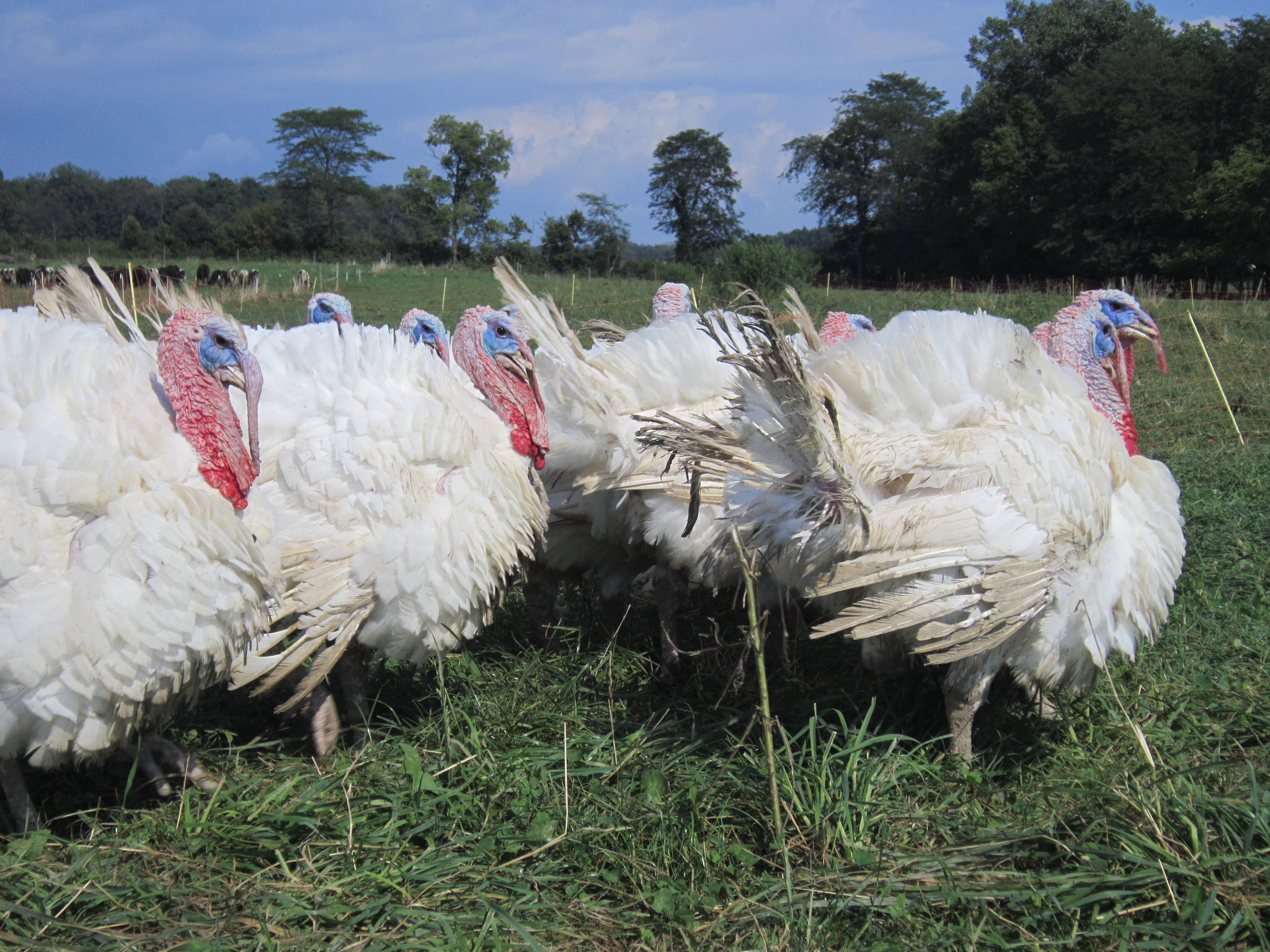 Buy Pastured Turkey Wings – White Oak Pastures