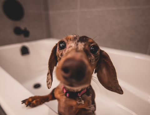 how often should i bathe my dog