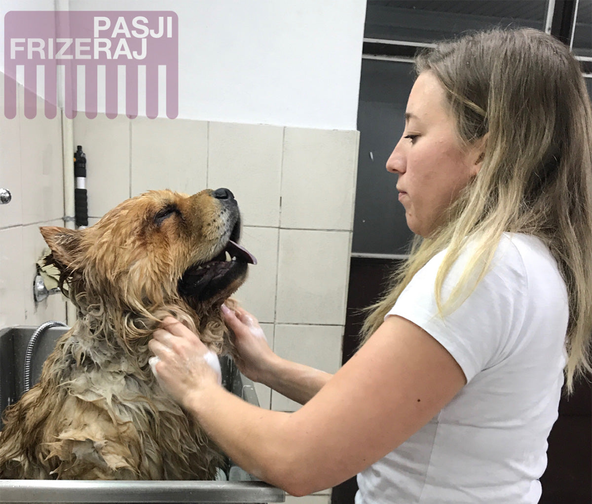 Kopanje psa z naravnim in kvalitetnim pasjim šamponom