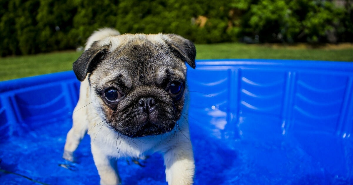 Kuža uživa in se hladi v bazenu na vrtu