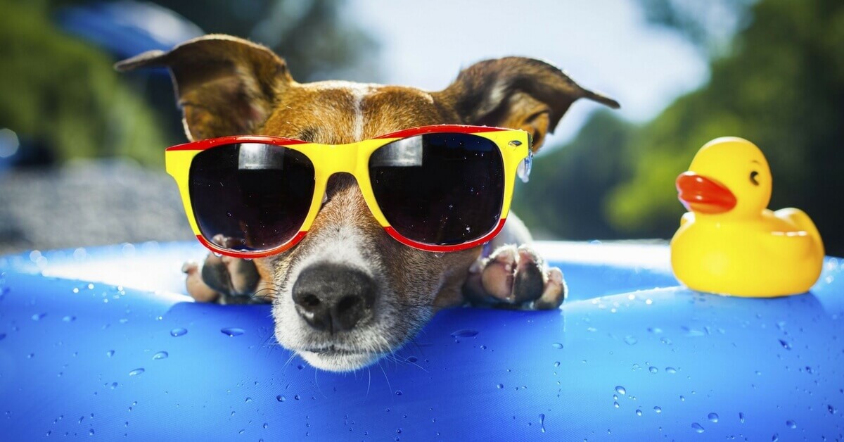 The dog cools off in the pool on hot summer days