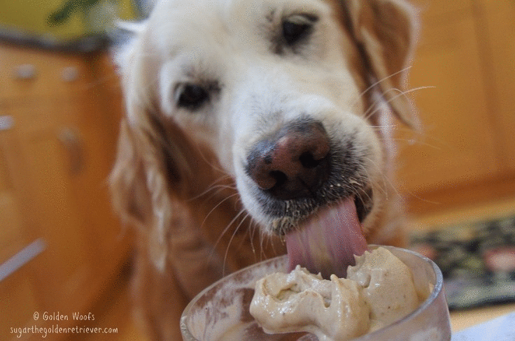 Pes liže sladoled