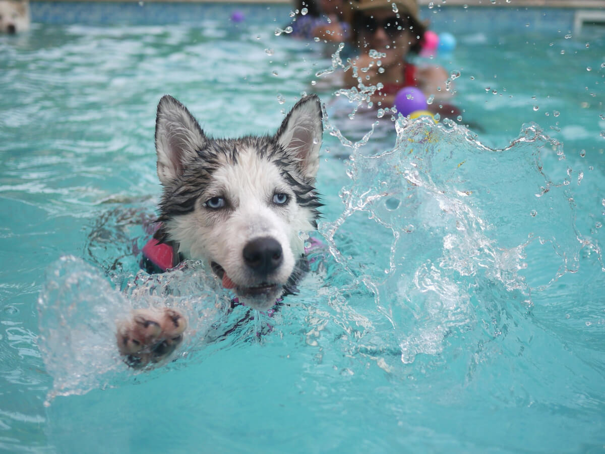 Peljite psa na plavanje
