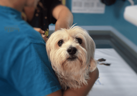 veterinary examination for allergies, allergy test for dogs