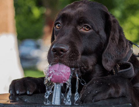 tekočina je zelo pomembna pri driski pri psu
