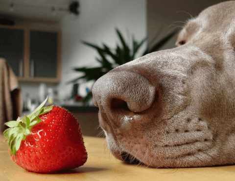 zdrava prehrana psov polna z antioksidanti