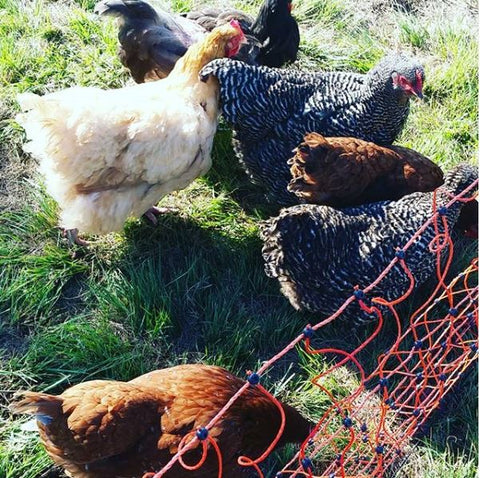 Using electric fence chicken netting (and chicken tractors