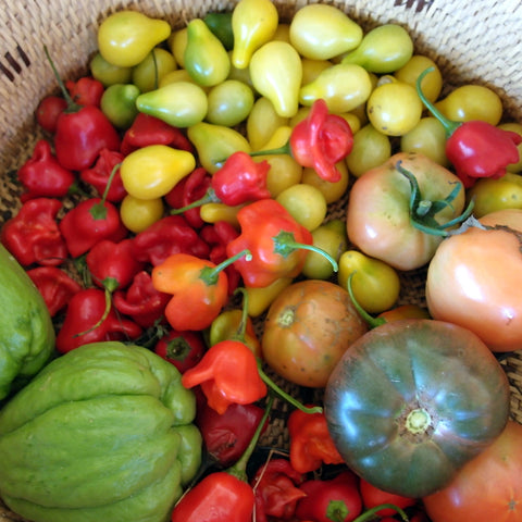 Eight Acres - vegetable garden basket of tomatoes