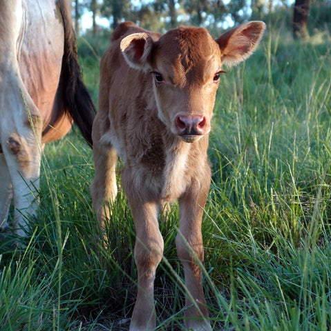 Eight Acres - cute house cow calf Daisy