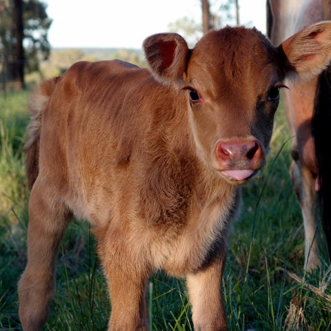 Eight Acres cute house cow calf daisy