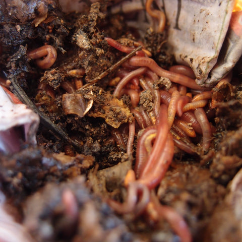 Eight Acres - compost worms for vegetable garden
