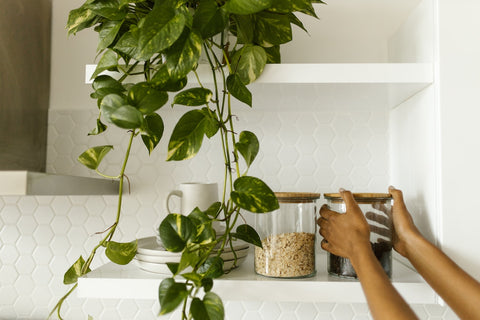 A person putting a food container on a shelf beside a plant.