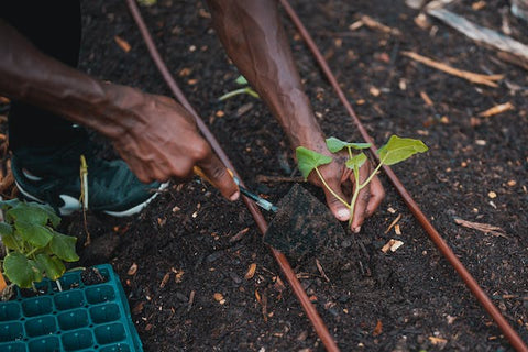 A man is planting a leafage in the garden