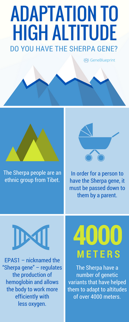 Adaptation to high altitude infographic