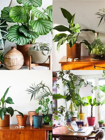 4 picture collage of house plants in funky pots that are different colours, shapes & sizes – plants include Dragon Tree, Fiddle Leaf Fig Tree, Monstera Deliciosa, Ponytail Palm, Giant Snake Plant etc. Interior design blog about how to turn your home into a luscious urban jungle by bringing in house plants and greenery. Written by vintage-etc in Cape Town. We make custom made & bespoke tables, benches, free-standing kitchen islands, desks, media units & wardrobes in our Cape Town & Johannesburg workshops – using Oak, Oregon, Ash, Beech, Birch Ply & Meranti. We also sell imported furniture, provide design consulting services & make soft furnishings e.g. sofas & upholstered chairs in linen, velvet & stain resistant fabric.