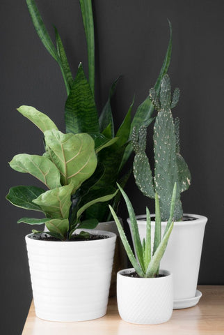 Picture of a Cactus, Snake Plant, Fiddle Leaf Fig Plant & Succulent in white pots on a solid Oak Table top with a deep black accent wall. Interior design blog about how to turn your home into a luscious urban jungle by bringing in house plants and greenery. Written by vintage-etc in Cape Town. We make custom made & bespoke tables, benches, free-standing kitchen islands, desks, media units & wardrobes in our Cape Town & Johannesburg workshops – using Oak, Oregon, Ash, Beech, Birch Ply & Meranti. We also sell imported furniture, provide design consulting services & make soft furnishings e.g. sofas & upholstered chairs in linen, velvet & stain resistant fabric.