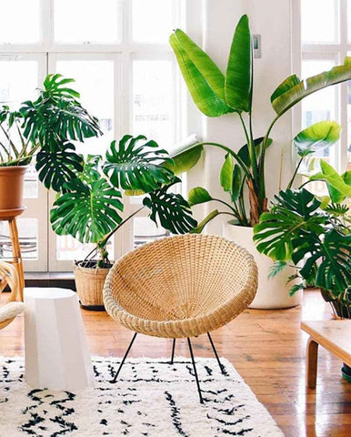 Living room area with lots of greenery and big, leafy plants – including Monstera Deliciosa plants and a Bird of Paradise Tree – a woven wooden chair with tubular metal legs and wooden floor. Interior design blog about how to turn your home into a luscious urban jungle by bringing in house plants and greenery. Written by vintage-etc in Cape Town. We make custom made & bespoke tables, benches, free-standing kitchen islands, desks, media units & wardrobes in our Cape Town & Johannesburg workshops – using Oak, Oregon, Ash, Beech, Birch Ply & Meranti. We also sell imported furniture, provide design consulting services & make soft furnishings e.g. sofas & upholstered chairs in linen, velvet & stain resistant fabric.