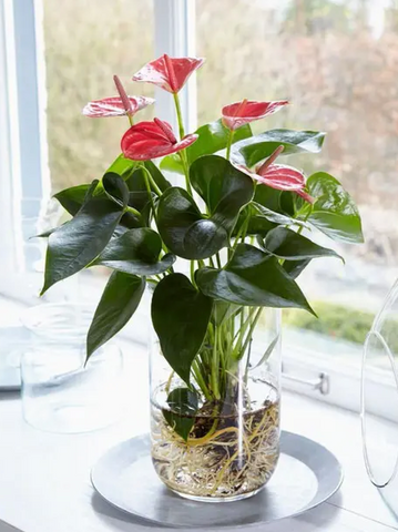 Red Anthurium flower in glass pot displaying roots. Interior design blog about our tips on bringing your kitchen to life without spending too much money. Written by vintage-etc in Cape Town. We make custom made & bespoke tables, benches, free-standing kitchen islands, desks, media units & wardrobes in our Cape Town & Johannesburg workshops – using Oak, Oregon, Ash, Beech, Birch Ply & Meranti. We also sell imported furniture, provide design consulting services & make soft furnishings e.g. sofas & upholstered chairs in linen, velvet & stain resistant fabric.