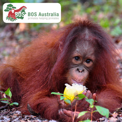 Cinta rescued by Borneo Orangutan Survival 