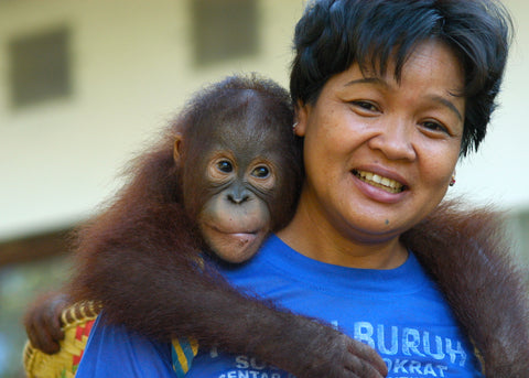 Borneo Orangutan Survival Foundation caring for rescued orangutans