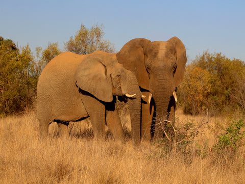 African Elephants, one of Africa’s Big Five endangered wildlife