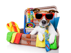 A little dog in a suitcase wearing sunglasses