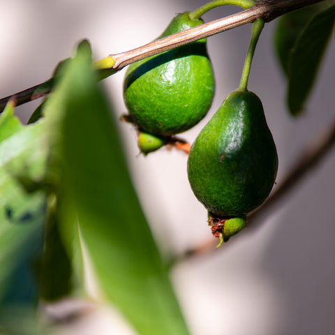 guayaba fruta