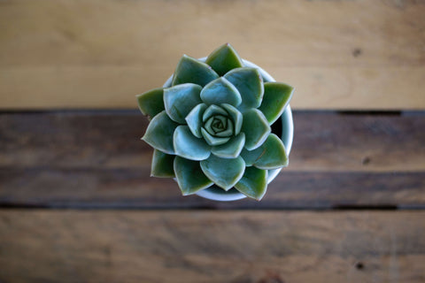 Here's What to Put in a Self-Care Package For a Loved One - Small Succulent