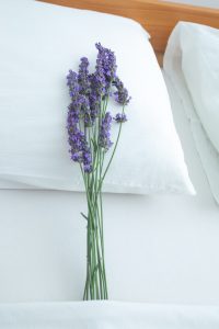 Lavender Pillow Reduced