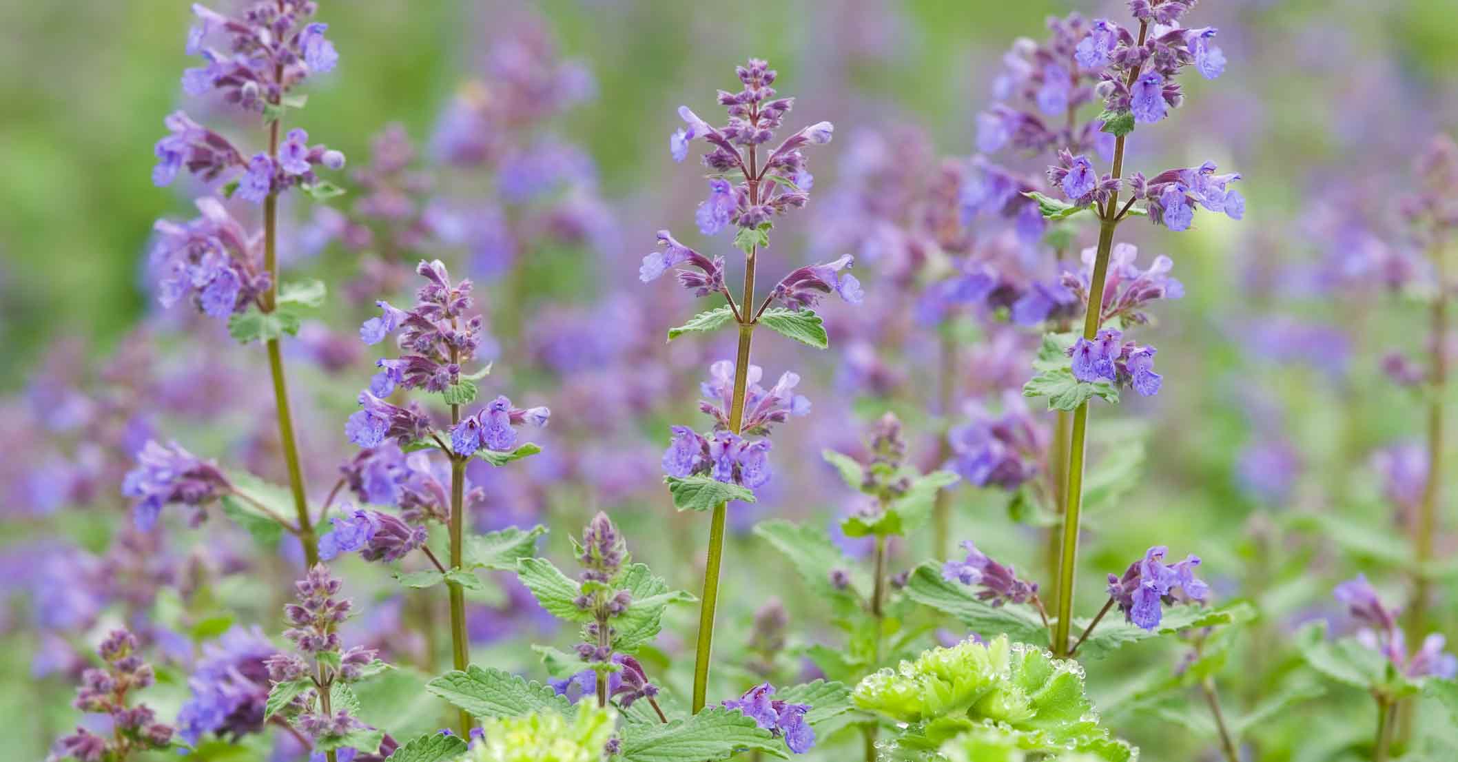 Catnip plant