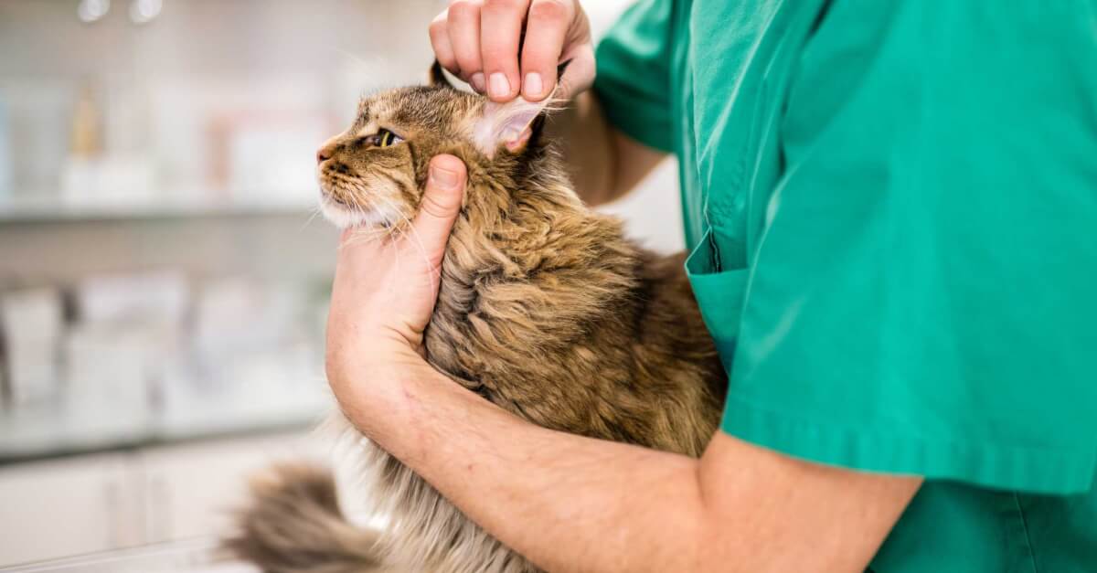 Vet looking over a cat