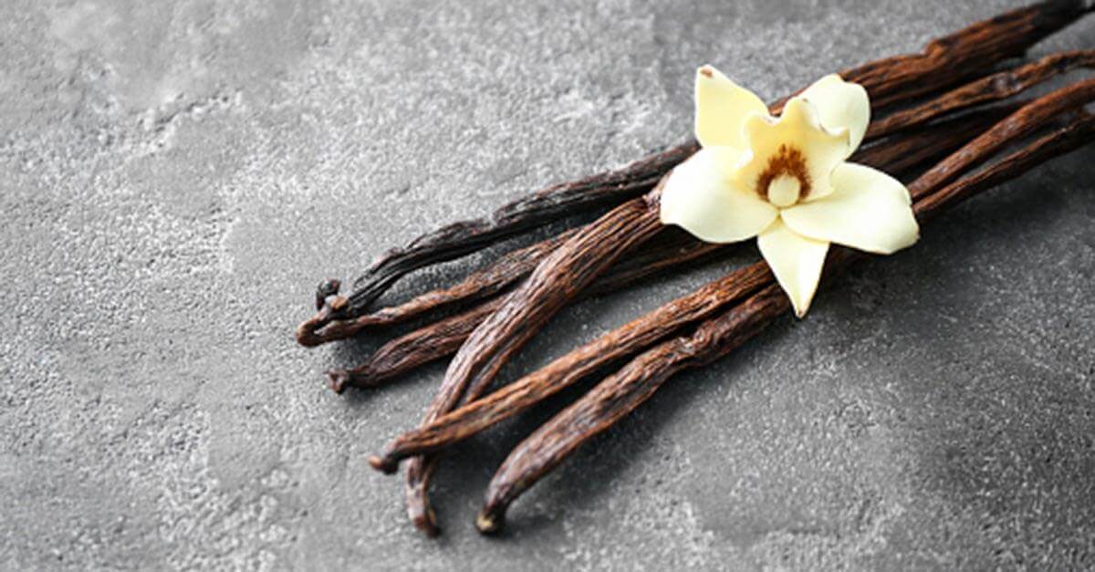 Vanilla flower with vanilla beans on a gray background