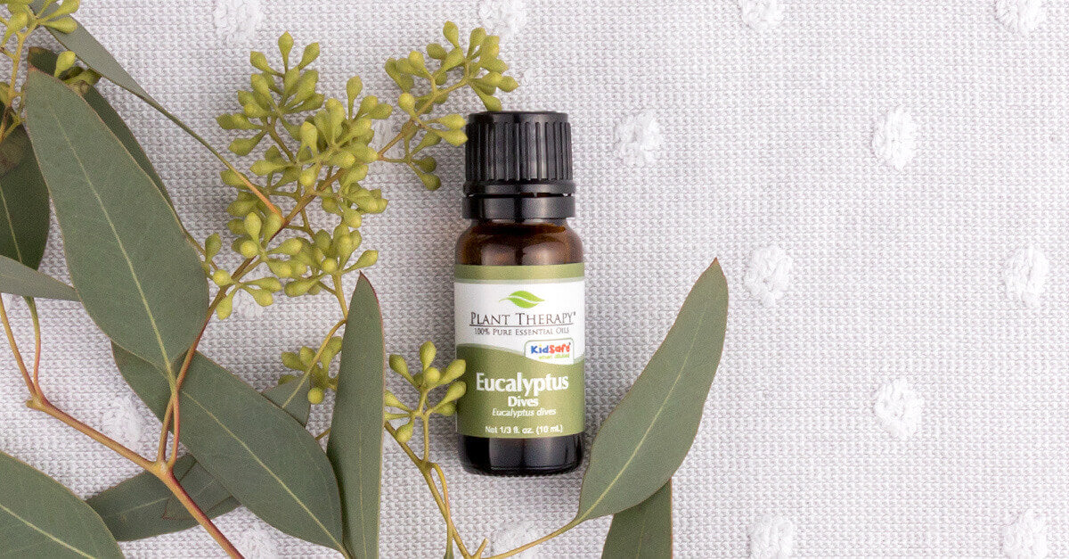 eucalyptus dives essential oil on white background