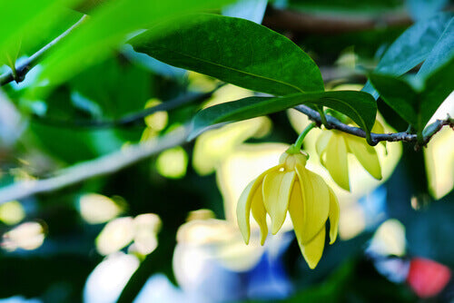 ylang ylang flowers on tree