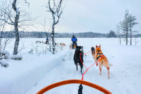 view of being on a dog sled with huskies in front of you, pulling you through a field of snow