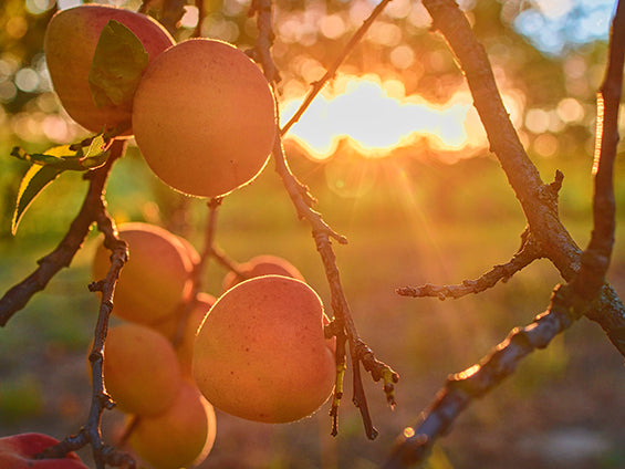 Benefits of Apricot Kernel Oil For Your Skin - Tammy Fender