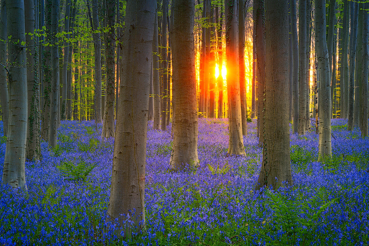 Hallerbos Sunrise Fine Art Landscape Photography