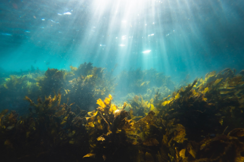 Sea Weed for Menopause Relief