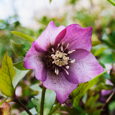 Hellebore