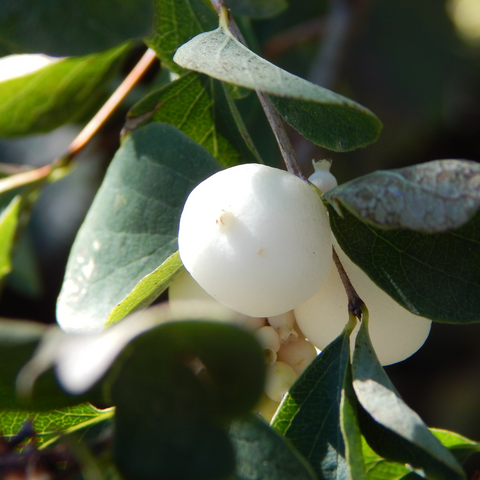 Snow Berry