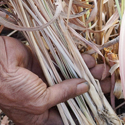 Organically Grown Native Lemongrass