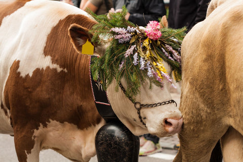 A brown and white cow is adorned with a colourful arrangement on it's head, a rustic cow bell hangs around the cows neck