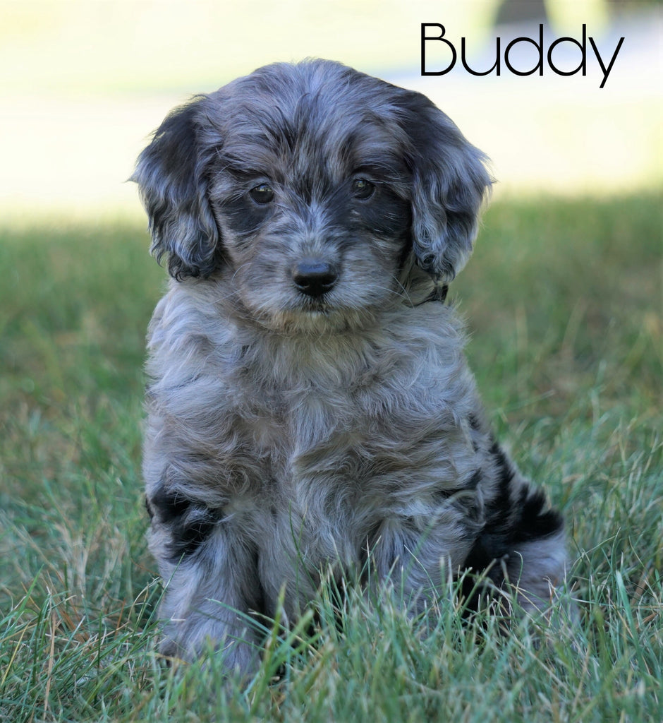 Mini F1B Goldendoodle *BLUE MERLE* For Sale Sugarcreek, OH Male- Buddy