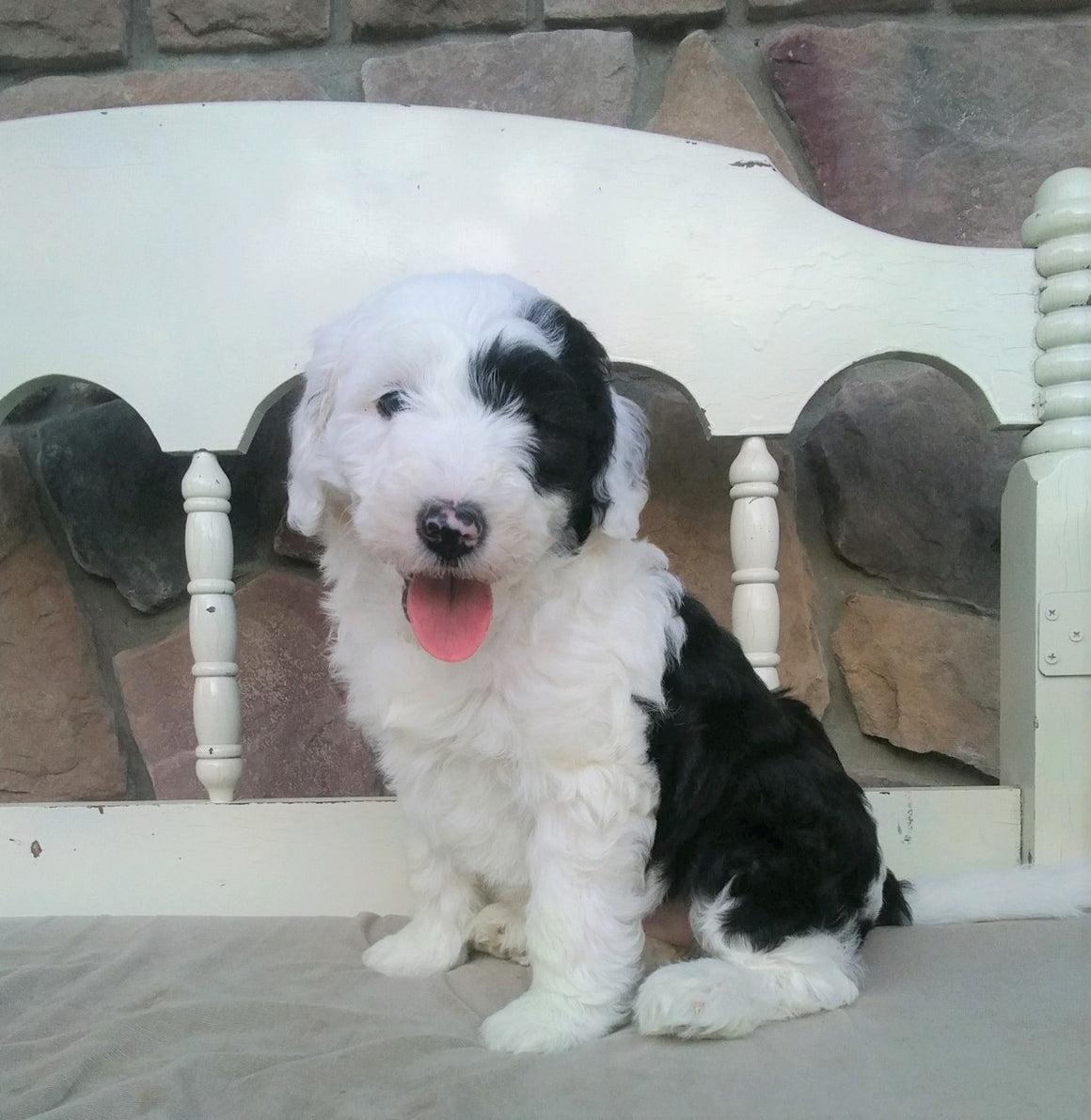 merle sheepadoodle